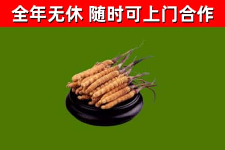 樟树烟酒回收冬虫夏草.jpg
